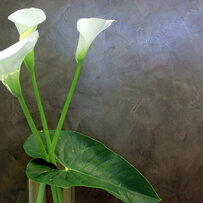 Wandtechnik mit Wachs